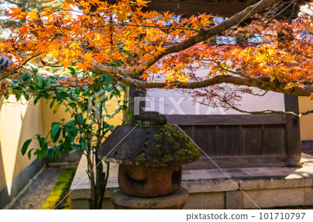 Autumn leaves of Kobai-in of Daitoku-ji Temple in Kitayama, Kyoto Maple beside the bell tower Autumn leaves of Kobai-in of Daitoku-ji Temple in Kitayama, Kyoto Maple beside the bell tower 101710797