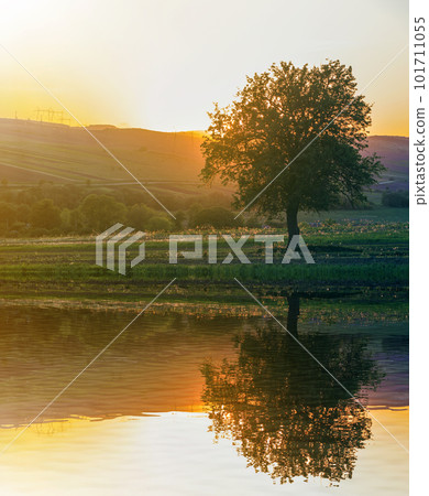 Quiet and peaceful view of beautiful big green tree at sunset growing alone in spring field on distant hills bathed in orange evening sunlight and high voltage lines stretching to horizon background. Quiet and peaceful view of beautiful big green tree at sunset growing alone in spring field on distant hills bathed in orange evening sunlight and high voltage lines stretching to horizon background. 101711055