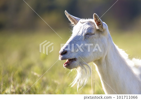 Portrait of white goat with beard on blurred bokeh background. Farming of useful animals concept. Portrait of white goat with beard on blurred bokeh background. Farming of useful animals concept. 101711066