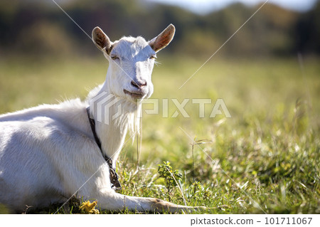 Portrait of white goat with beard on blurred bokeh background. Farming of useful animals concept. Portrait of white goat with beard on blurred bokeh background. Farming of useful animals concept. 101711067