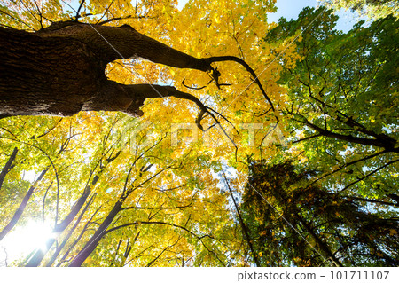 Perspective up view of autumn forest with bright orange and yellow leaves. Dense woods with thick canopies in sunny fall weather. 101711107
