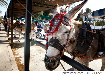 Image of beautiful donkeys standing outdoors, ready to ride. Summertime activity Image of beautiful donkeys standing outdoors, ready to ride. Summertime activity 101711225