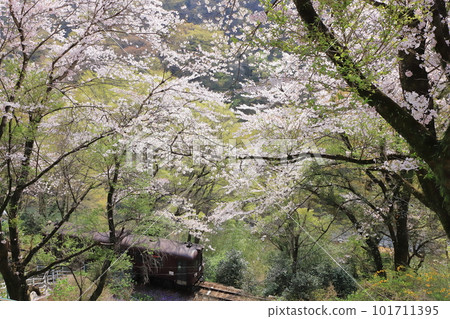 Watarase Keikoku Railway "Train running through the cherry blossoms in the forest" 101711395
