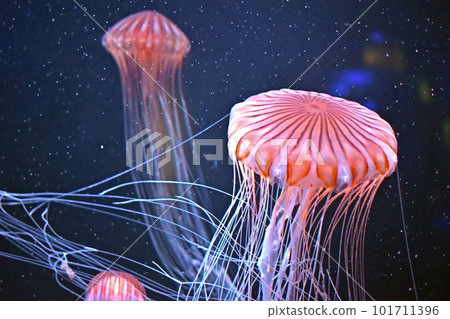 Tank Kagawa Kagawa Prefecture Shikoku Aquarium Jellyfish Tank Kagawa Kagawa Prefecture Shikoku Aquarium Jellyfish 101711396