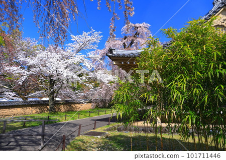 [Kyoto Prefecture] Daigoji Temple (Reihokan) with cherry blossoms in full bloom 101711446
