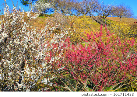 [Nara Prefecture] Tsukigase Bairin with plum blossoms in full bloom 101711458