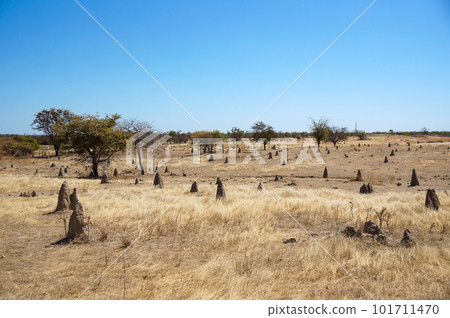 Scenery dotted with termite mounds in inland Australia Scenery dotted with termite mounds in inland Australia 101711470