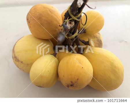 Southeast Asian fruit (willughbeia edulis) Southeast Asian fruit (willughbeia edulis) 101711664