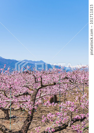 Peach blossoms shining in the blue sky Peach blossoms shining in the blue sky 101711815