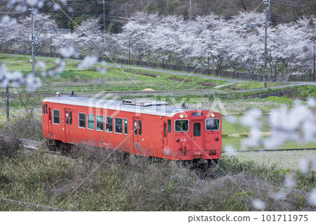 春季播但線 Kiha 41 101711975