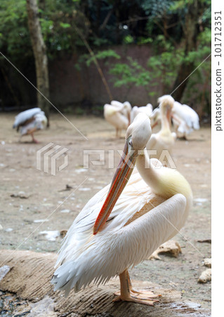 The great white pelican bird in garden The great white pelican bird in garden 101712351