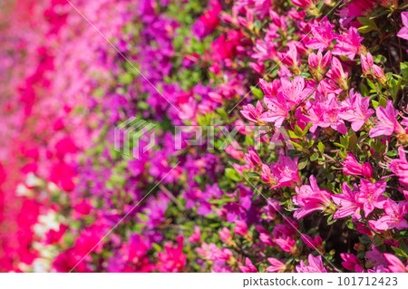 Tsudoi no Oka, Kirishima Azalea in full bloom <Toyota City, Aichi Prefecture> Tsudoi no Oka, Kirishima Azalea in full bloom <Toyota City, Aichi Prefecture> 101712423