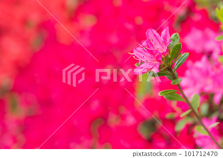 Tsudoi no Oka, Kirishima Azalea in full bloom <Toyota City, Aichi Prefecture> Tsudoi no Oka, Kirishima Azalea in full bloom <Toyota City, Aichi Prefecture> 101712470