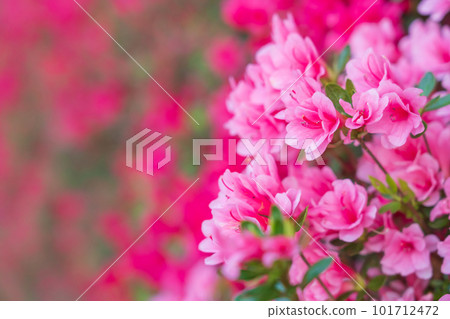Tsudoi no Oka, Kirishima Azalea in full bloom <Toyota City, Aichi Prefecture> Tsudoi no Oka, Kirishima Azalea in full bloom <Toyota City, Aichi Prefecture> 101712472