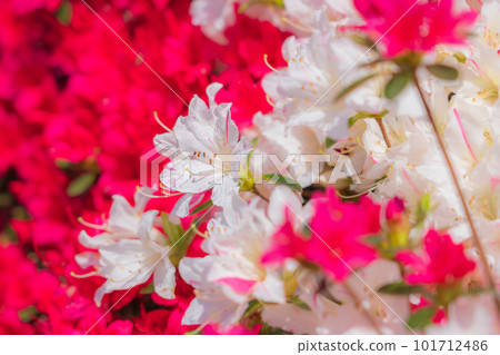 Tsudoi no Oka, Kirishima Azalea in full bloom <Toyota City, Aichi Prefecture> Tsudoi no Oka, Kirishima Azalea in full bloom <Toyota City, Aichi Prefecture> 101712486