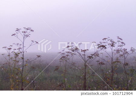 An umbrella plant in the fog. Soft focus, blur. Copy space An umbrella plant in the fog. Soft focus, blur. Copy space 101712904