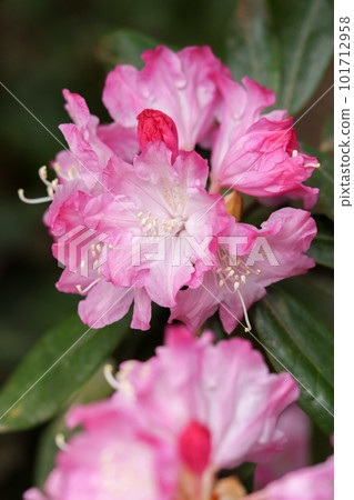 Rhododendron 101712958