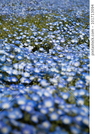 One side of Nemophila 101713094