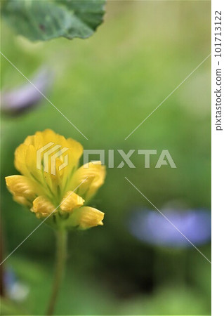 A small yellow flower of a rice grain flower that looks like a rice whelk that blooms in a field A small yellow flower of a rice grain flower that looks like a rice whelk that blooms in a field 101713122