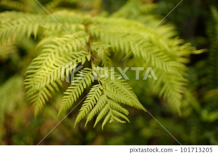 Golden moss fern Chain Fern close up Golden moss fern Chain Fern close up 101713205