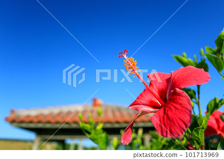 沖繩紅木槿、紅瓦屋頂、風獅爺和藍天 沖繩紅木槿、紅瓦屋頂、風獅爺和藍天 101713969