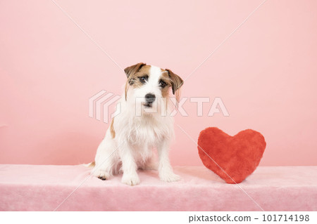 傑克羅素看著粉背紅心的相機 101714198