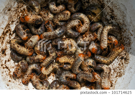 Caterpillar larvae Caterpillar larvae 101714625