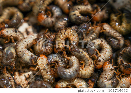 Caterpillar larvae 101714632
