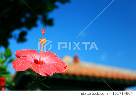 沖繩紅木槿、紅瓦屋頂、風獅爺和藍天 101714664