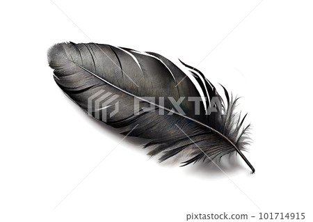 Black Feather Isolated, Swan Plume, Dark Gray Bird Feathers, Abstract Generative AI Illustration Black Feather Isolated, Swan Plume, Dark Gray Bird Feathers, Abstract Generative AI Illustration 101714915