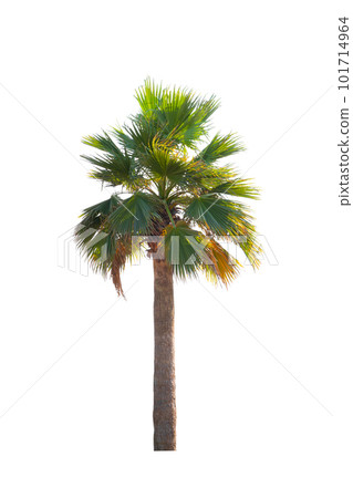 Washingtonia robusta palm tree Ornamental 101714964