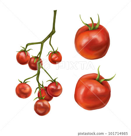 Set of red tomatoes and cherry on a twig. Digital illustration on a white background. Applicable for packaging design, postcards, prints, textiles 101714985
