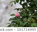 粉紅色的山茶花 101714995
