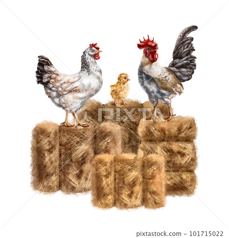 A composition of a white chicken, a chicken and a gray rooster among a pile of golden haystacks. For postcards, textiles, booklets, banners, stickers. Digital illustration. 101715022