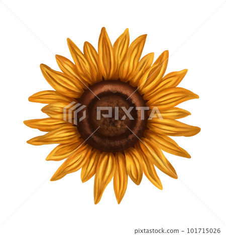 Bright yellow sunflower on a white background. Farm flowers, plants, nature. Bright yellow sunflower on a white background. Farm flowers, plants, nature. 101715026