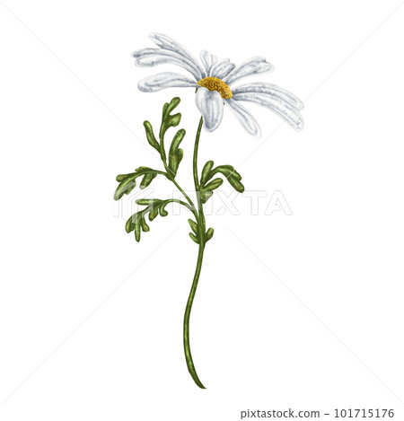 Wild wild flower of white chamomile, with green leaves. On a white background. Design for herbal tea, natural cosmetics, aromatherapy, health products, textiles Wild wild flower of white chamomile, with green leaves. On a white background. Design for herbal tea, natural cosmetics, aromatherapy, health products, textiles 101715176
