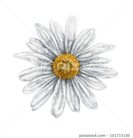 One beautiful white chamomile, top view. On a white background. Design for herbal tea, natural cosmetics, aromatherapy, health products, textiles. 101715180