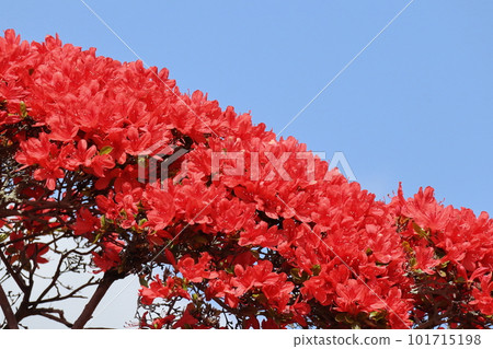 霧島杜鵑花 101715198