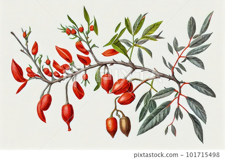 Goji Medicinal Plant, Lycium Barbarum Botanical Illustration, Wolfberry Abstract Generative AI Illustration 101715498
