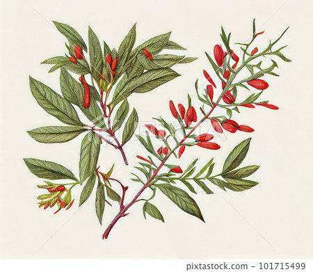 Goji Medicinal Plant, Lycium Barbarum Botanical Illustration, Wolfberry Abstract Generative AI Illustration 101715499