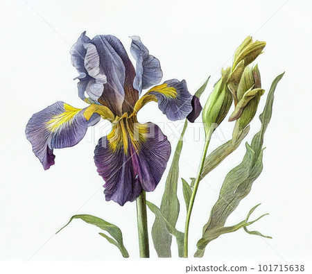 Iris Flower Botanical Illustration, Blue Spring Flowers Realistic Painting, Abstract Generative AI Illustration Iris Flower Botanical Illustration, Blue Spring Flowers Realistic Painting, Abstract Generative AI Illustration 101715638
