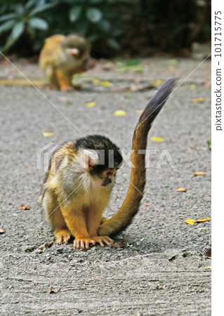 可愛的小松鼠猴 101715775