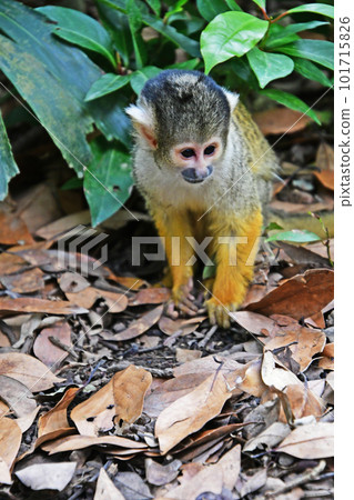 cute little squirrel monkey cute little squirrel monkey 101715826
