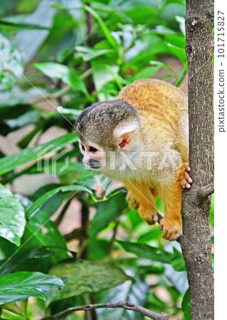 可愛的小松鼠猴 可愛的小松鼠猴 101715827
