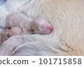 Newborn golden retriever puppy detail closeup pet 101715858