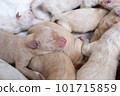 Newborn golden retriever puppy detail closeup pet 101715859