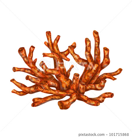 Sea coral is bright red-orange in color. Isolated object on a white background. Tropical underwater world. Digital illustration. Sea coral is bright red-orange in color. Isolated object on a white background. Tropical underwater world. Digital illustration. 101715868