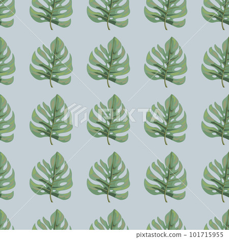 Stylized monstera leaves seamless pattern. Leaf background. Hawaiian rainforest floral backdrop. Exotic jungle plants endless wallpaper. V 101715955
