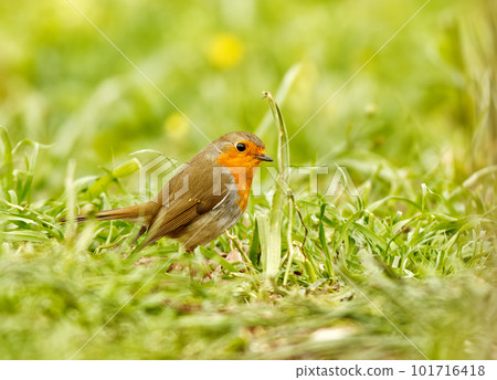 European robin sitting in the grass. European robin sitting in the grass. 101716418