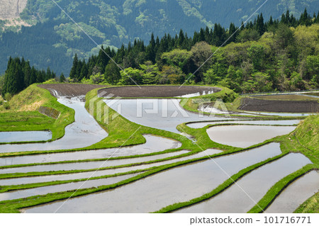 兵庫縣矢布市別谷的水稻梯田 101716771